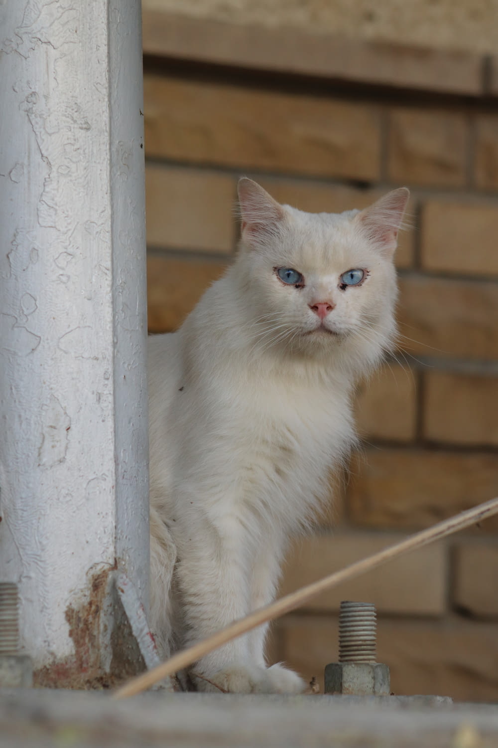 a white cat with blue eyes standing on a ledge