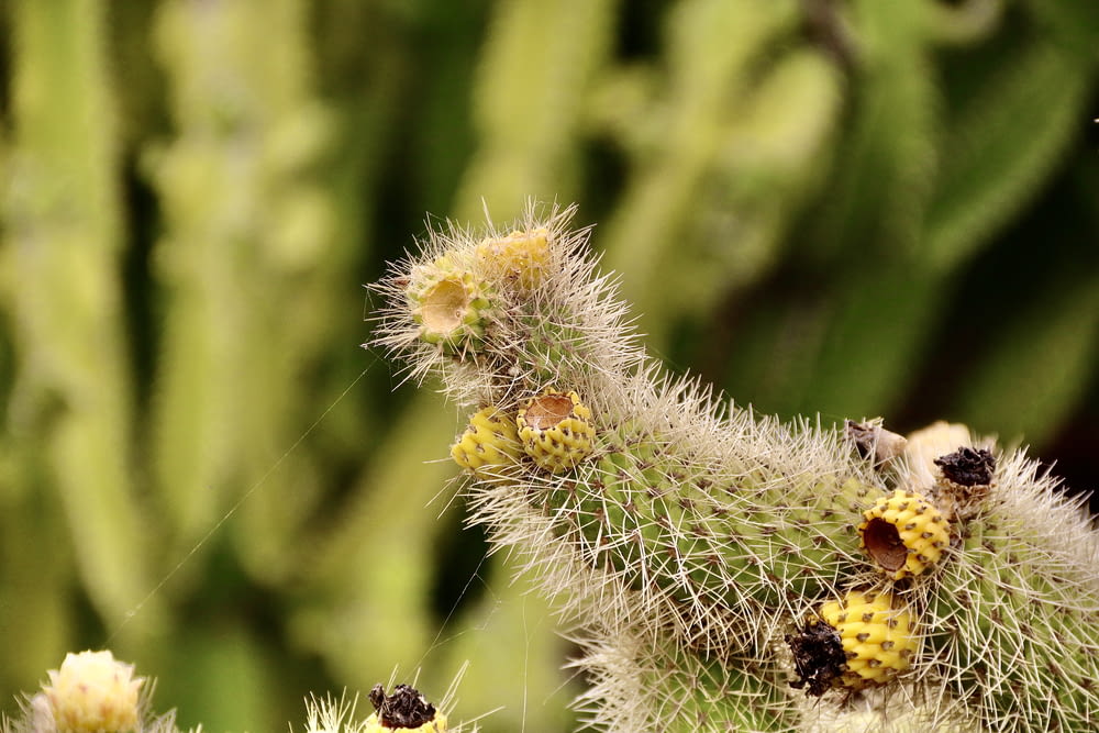 a close up of a cactus with small yellow flowers