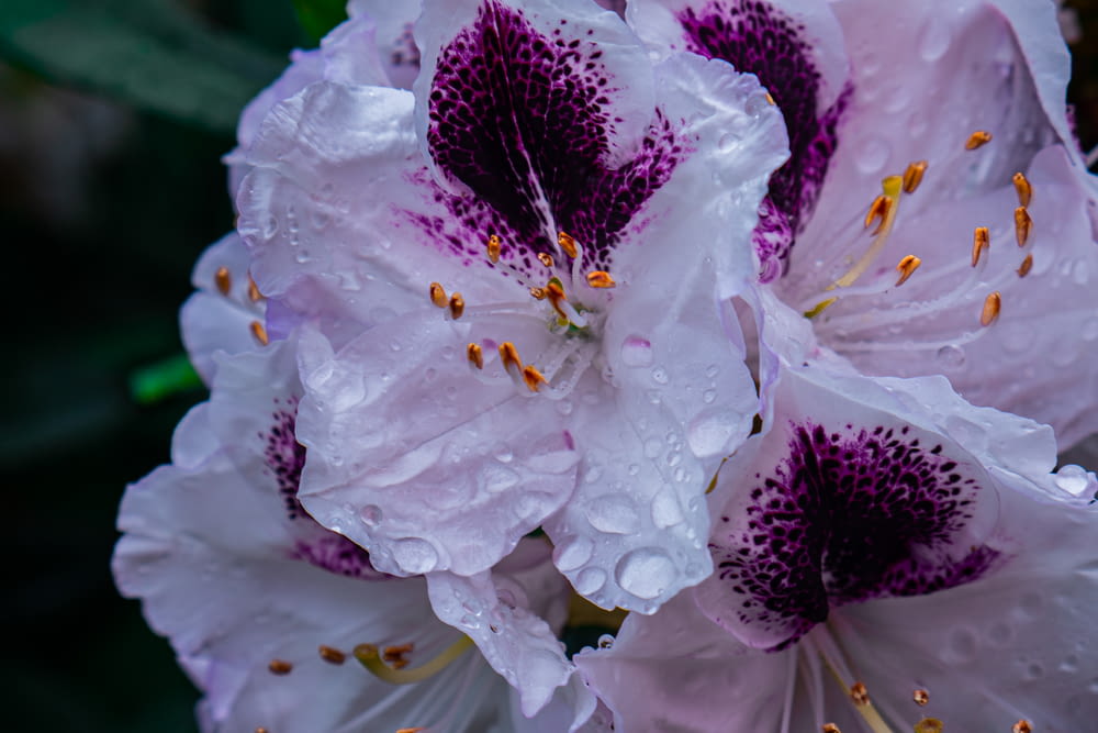 purple and white flowers with water droplets on them
