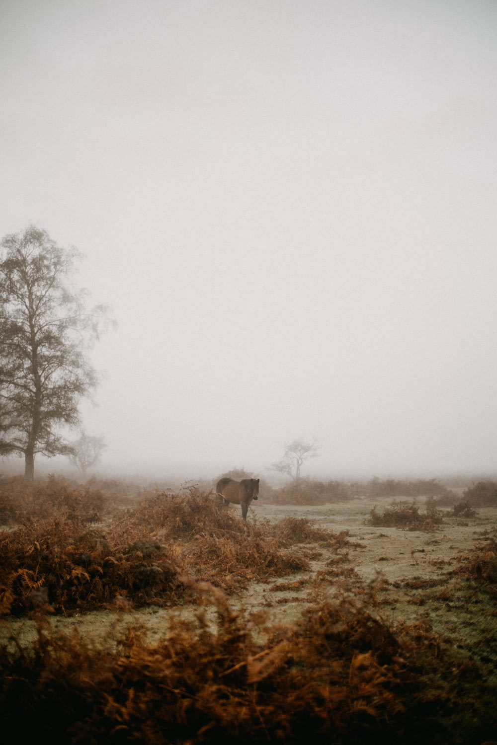 a cow standing in the middle of a foggy field