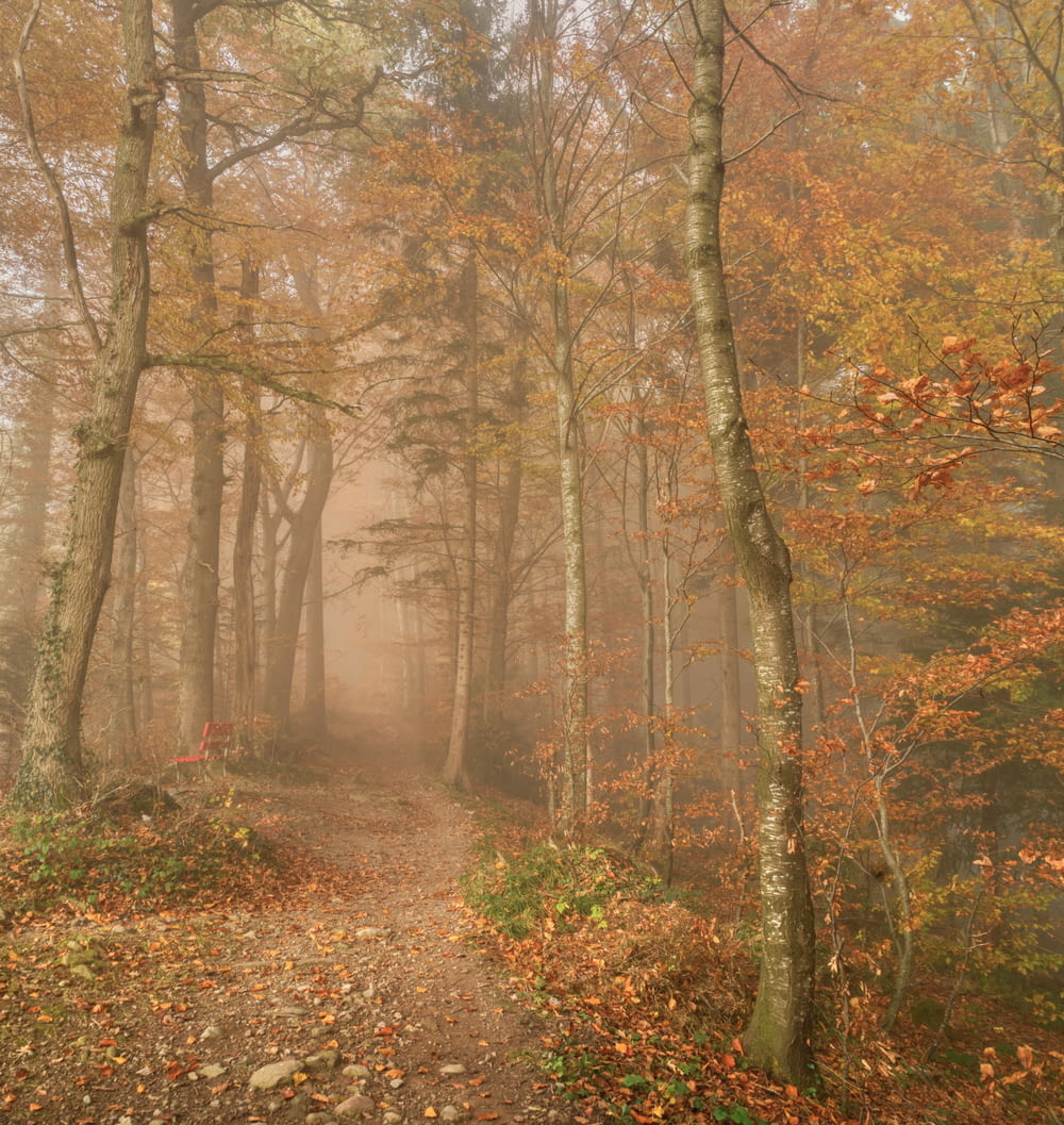 a foggy path in a forest with trees and leaves