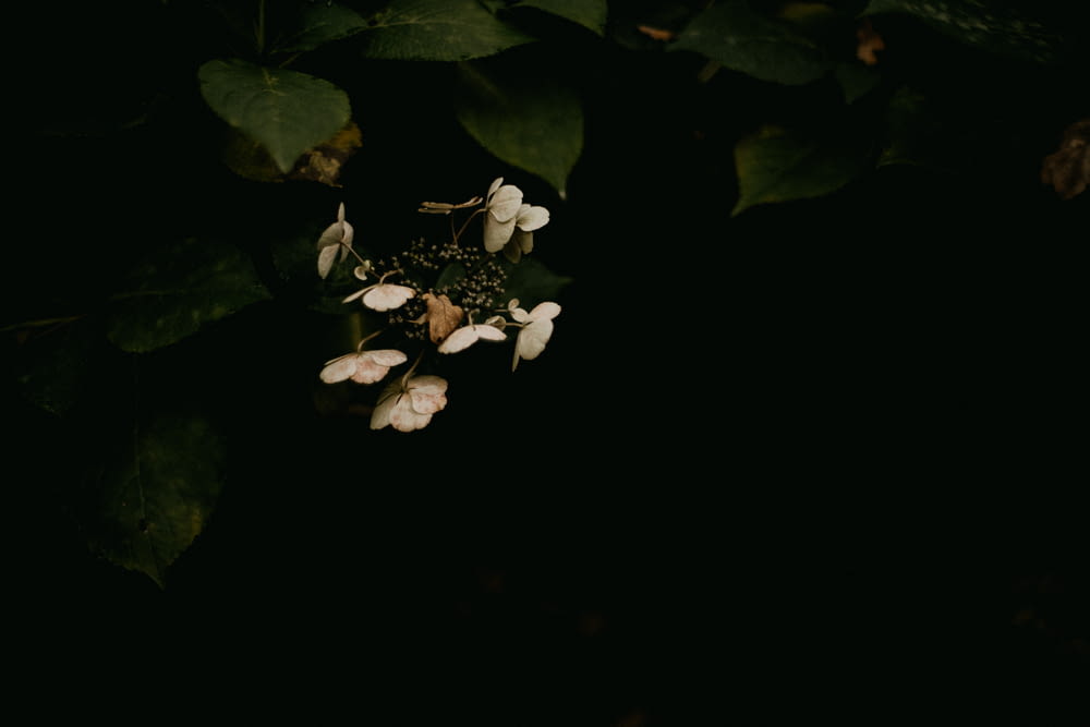 a bunch of flowers that are in the dark