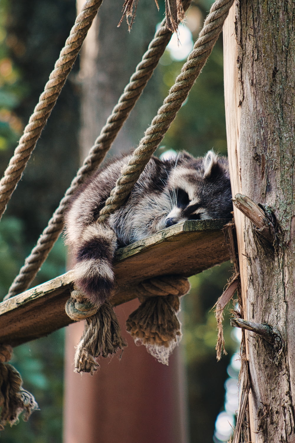 a raccoon sleeping on a rope in a tree