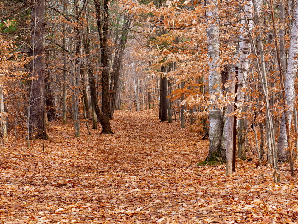 a leaf covered path in a wooded area