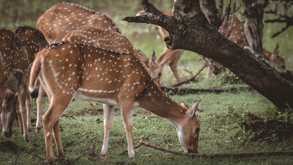 a herd of deer grazing on grass in a forest