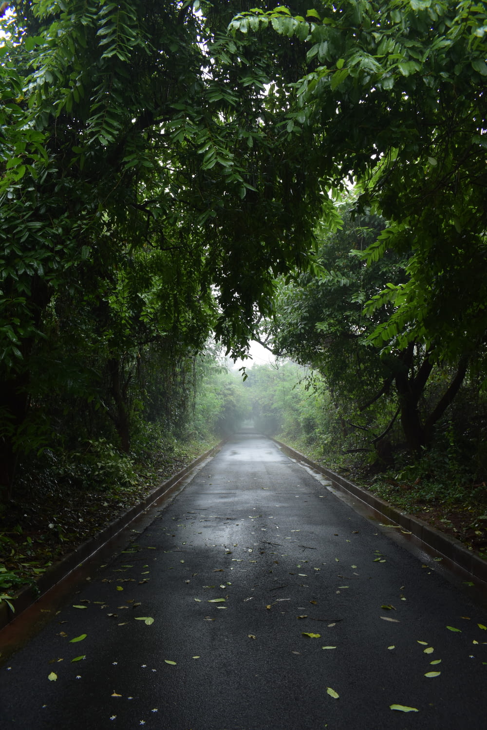 Une route vide entourée d’arbres verdoyants