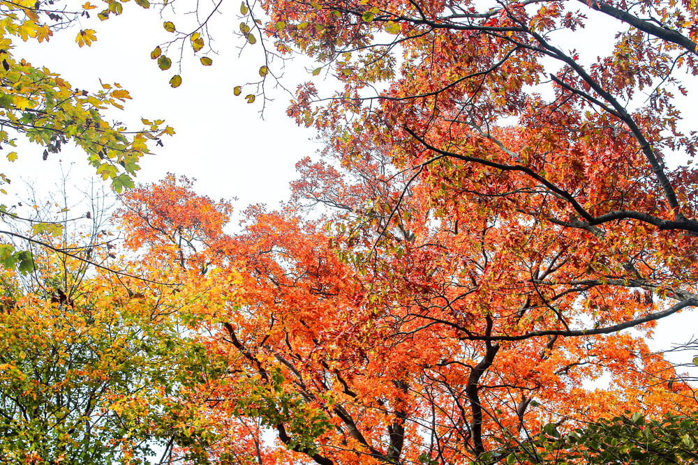 a group of trees with orange and yellow leaves