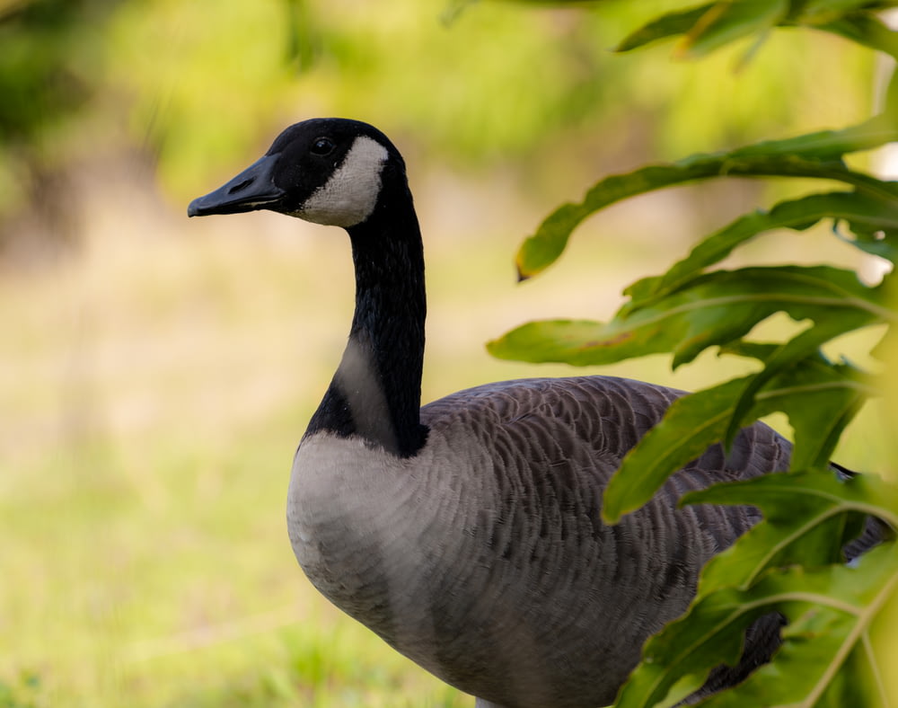 a black and white duck standing in the grass