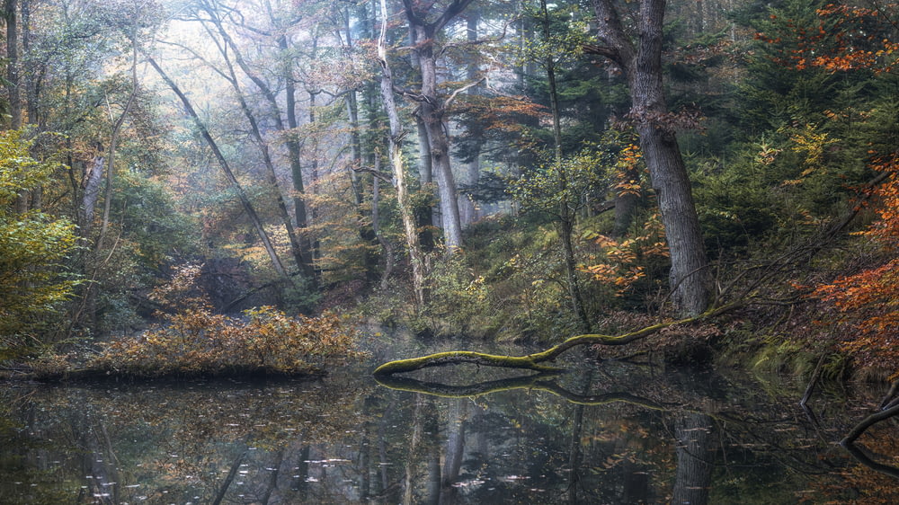 a body of water surrounded by trees in a forest