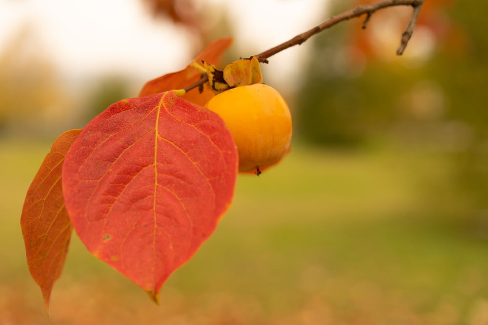 a close up of a leaf and a fruit on a tree
