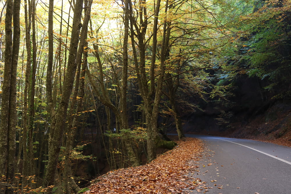 uma estrada cercada por árvores com folhas no chão