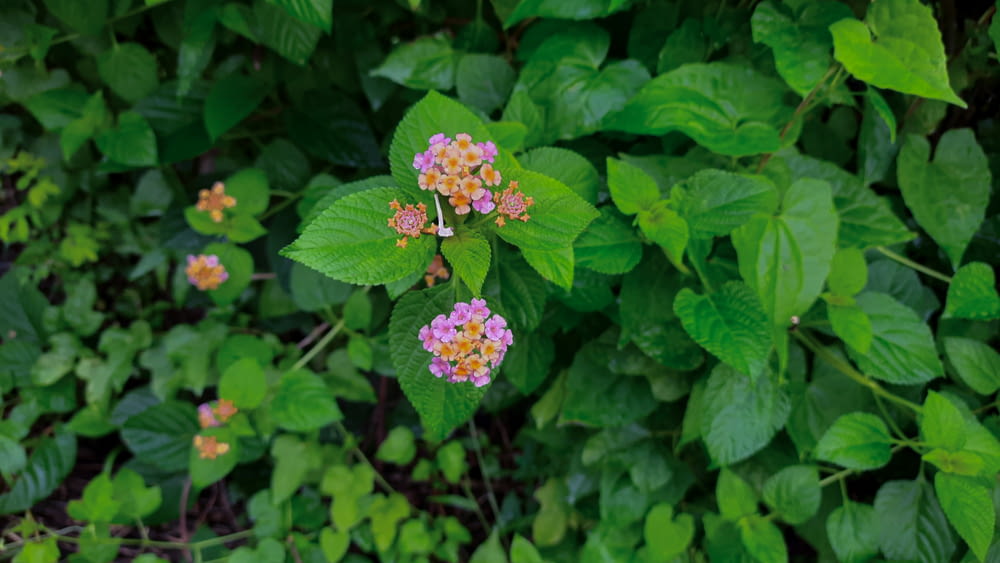 small pink and yellow flowers surrounded by green leaves