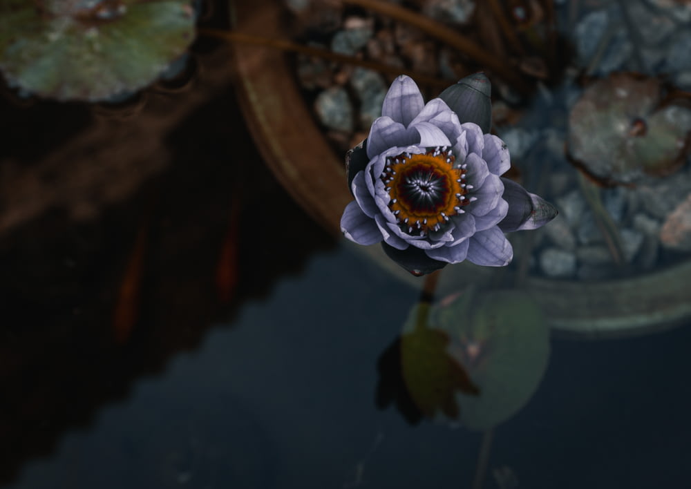 a purple flower floating in a pond of water