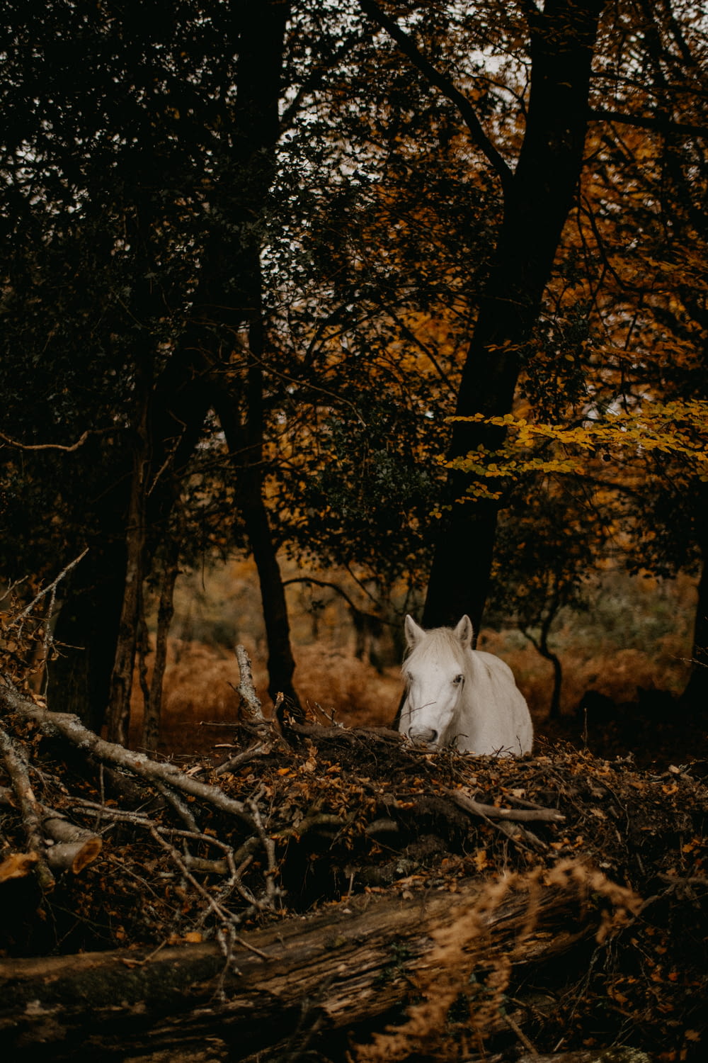 a white horse sitting in the middle of a forest
