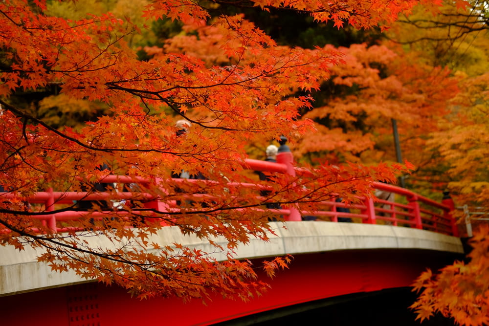 Un puente rojo sobre un río rodeado de árboles
