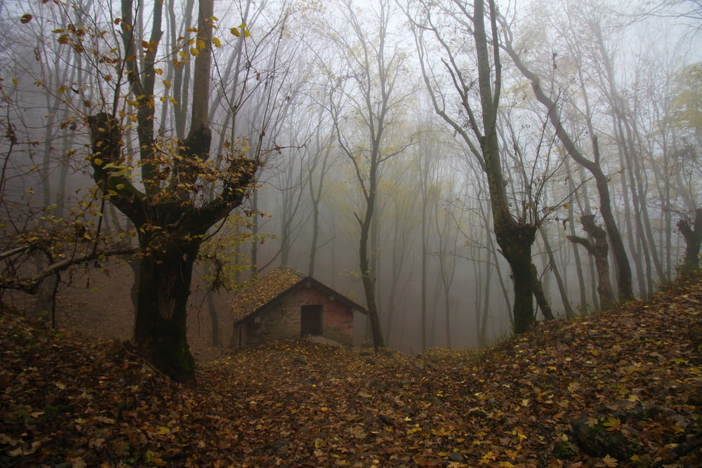 a house in the middle of a foggy forest