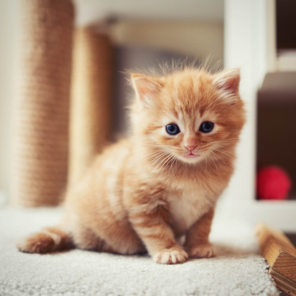 a small orange kitten sitting on the floor