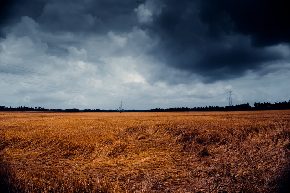 a large field of dry grass under a cloudy sky