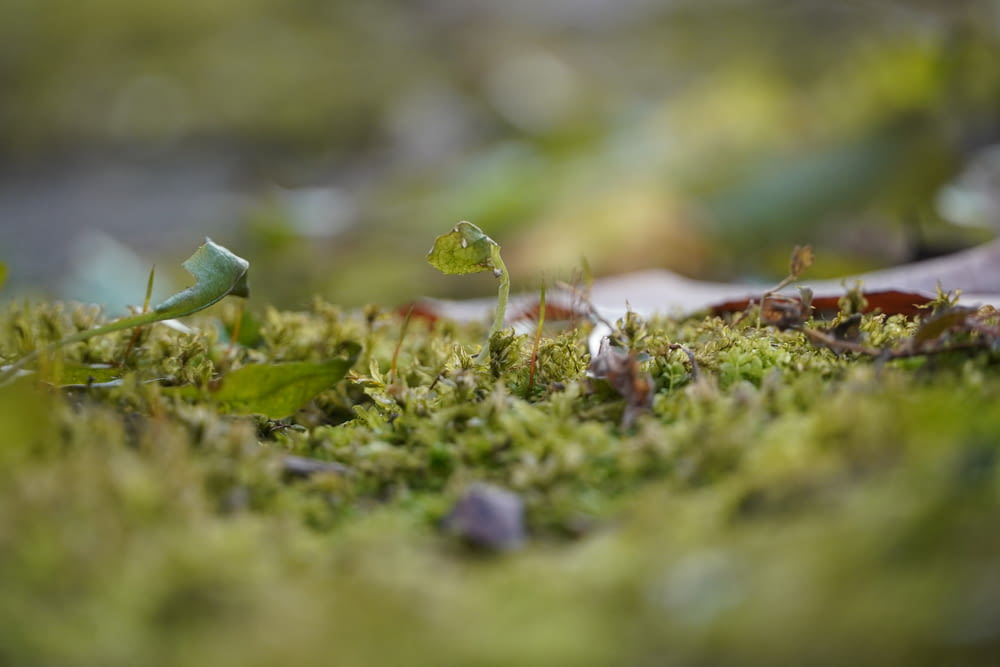 a small plant sprouts out of the moss