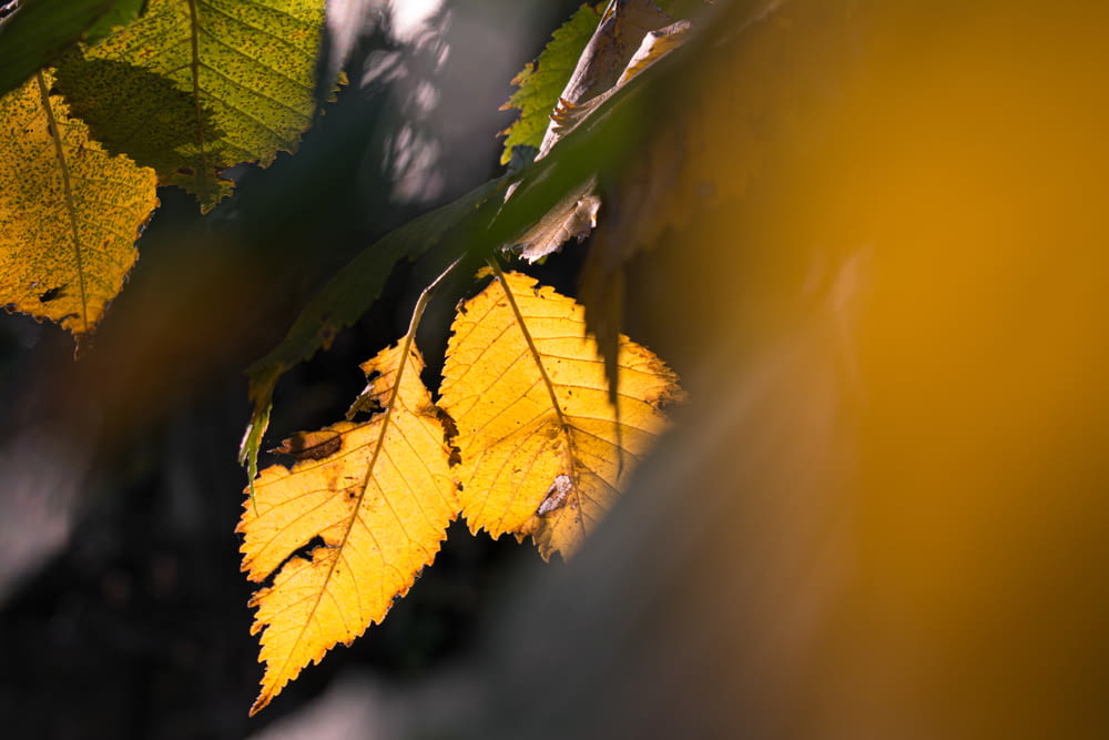 a close up of a yellow leaf on a tree