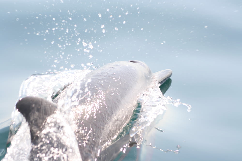 a close up of a dolphin in the water