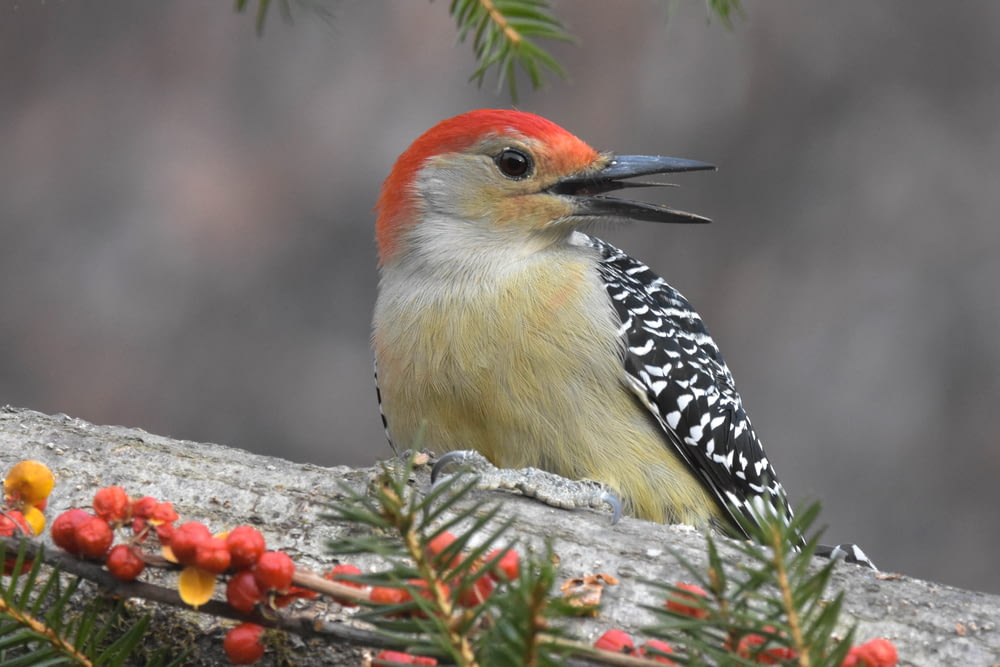 a red - bellied woodpecker perches on a tree branch