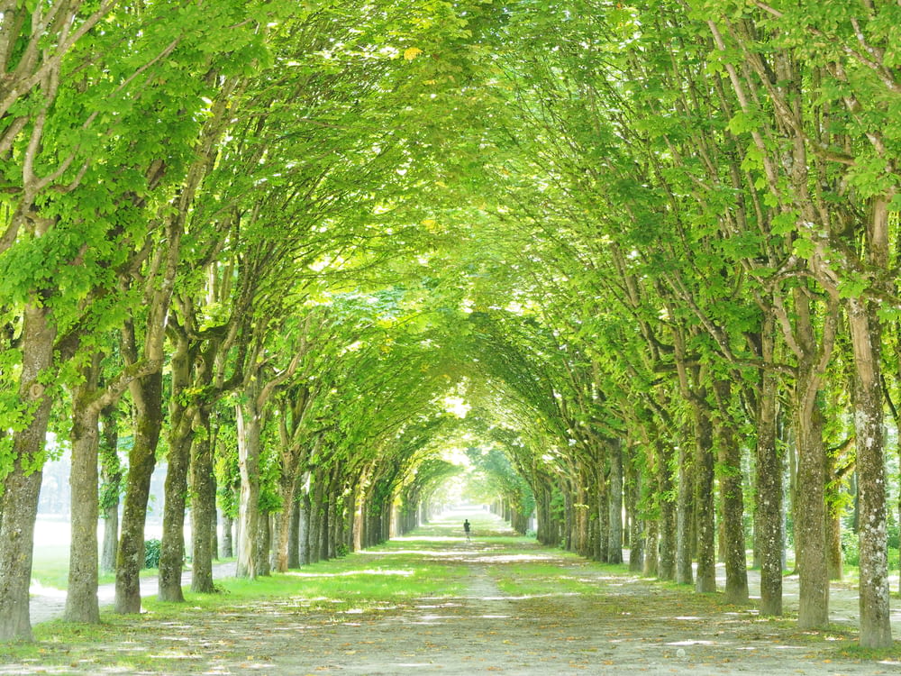 a tree lined road with a person walking down it