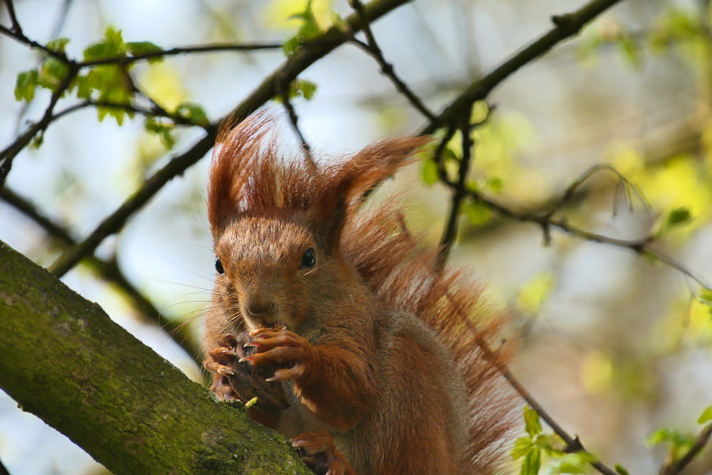 a red squirrel eating a nut in a tree