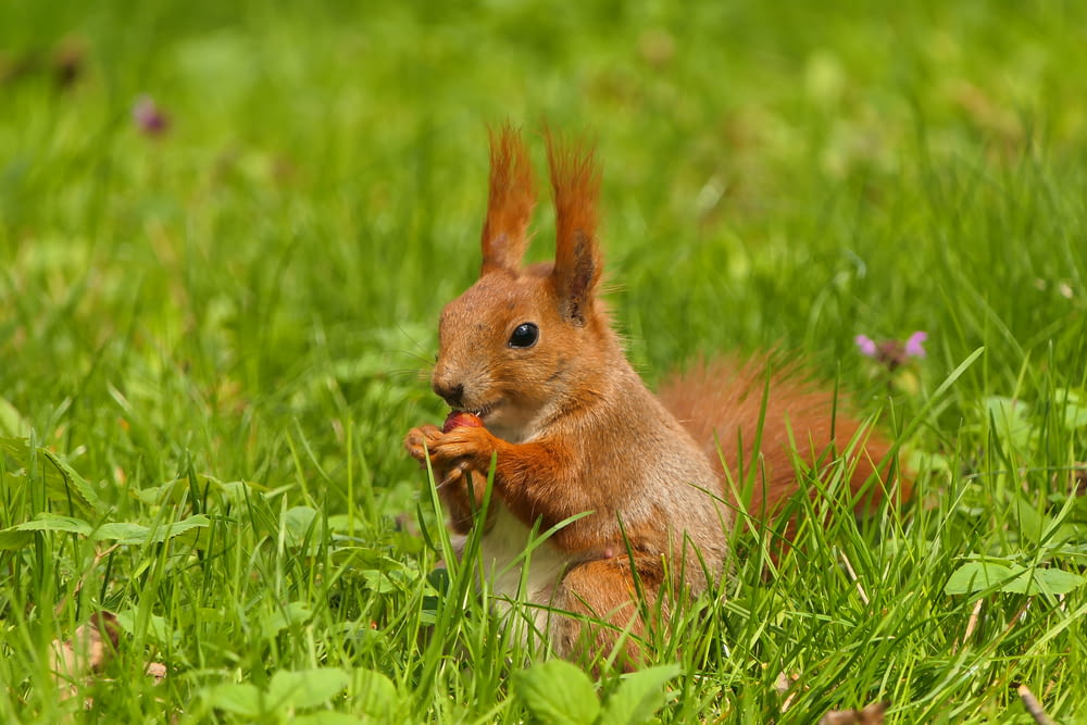 a squirrel eating a piece of food in the grass