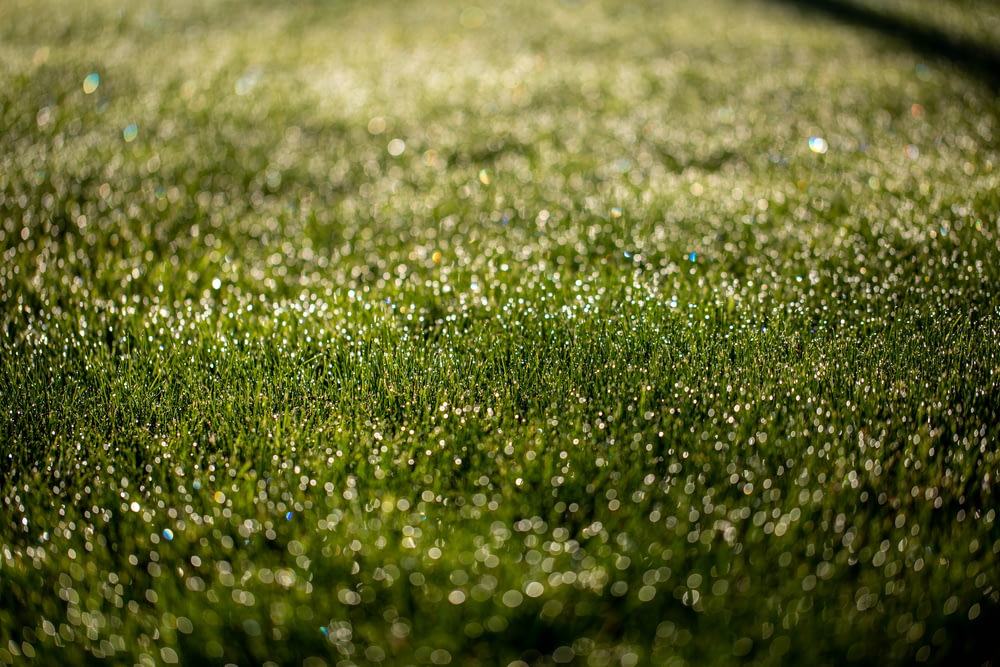 a field of green grass covered in water droplets