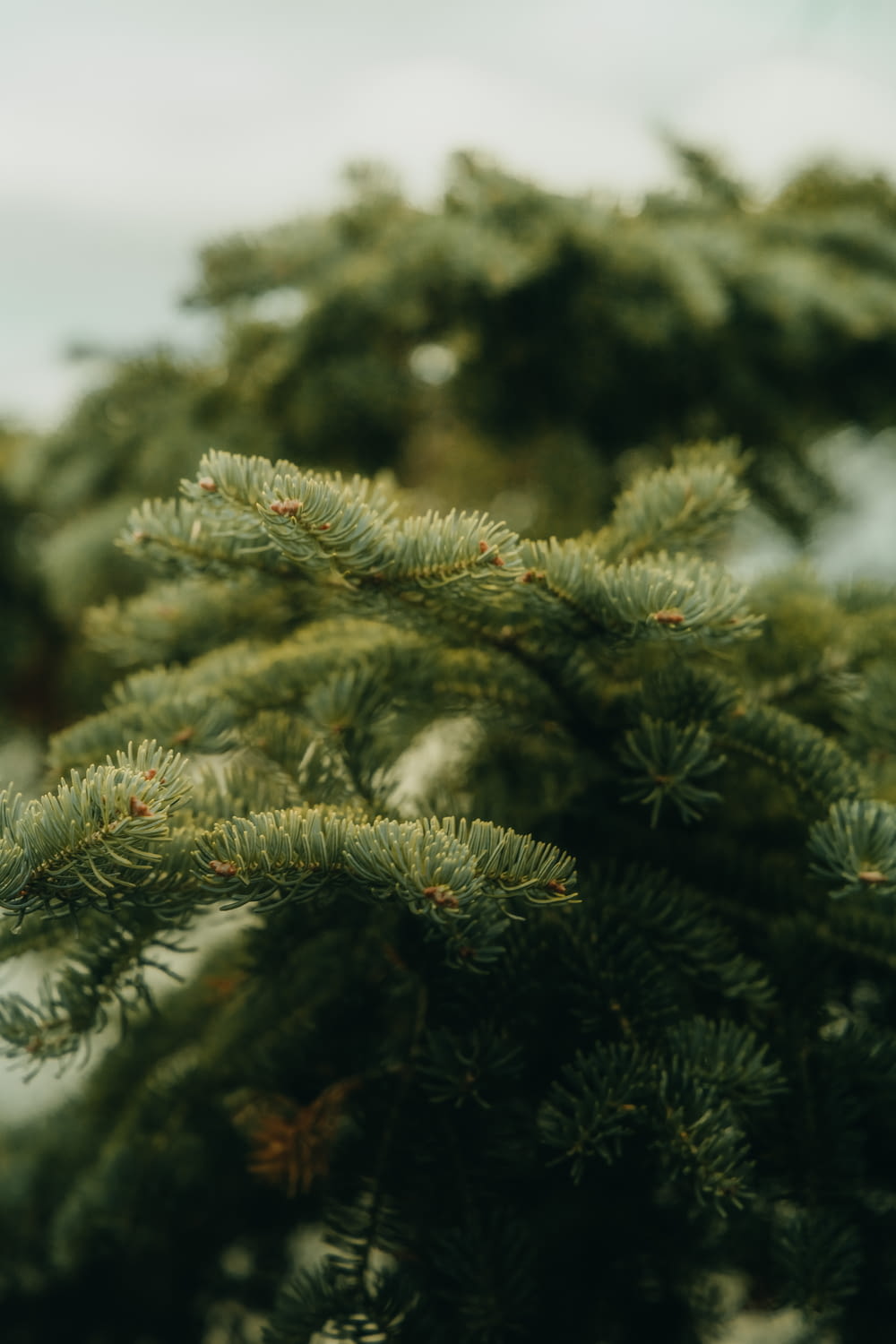 a close up of a pine tree with a blurry background