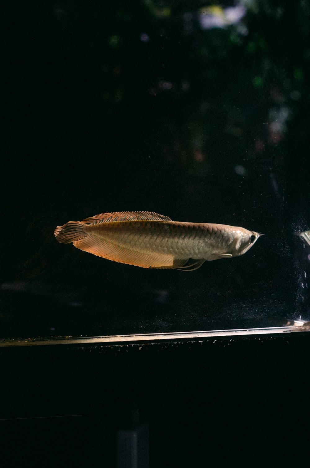 a fish swimming in a tank in the dark