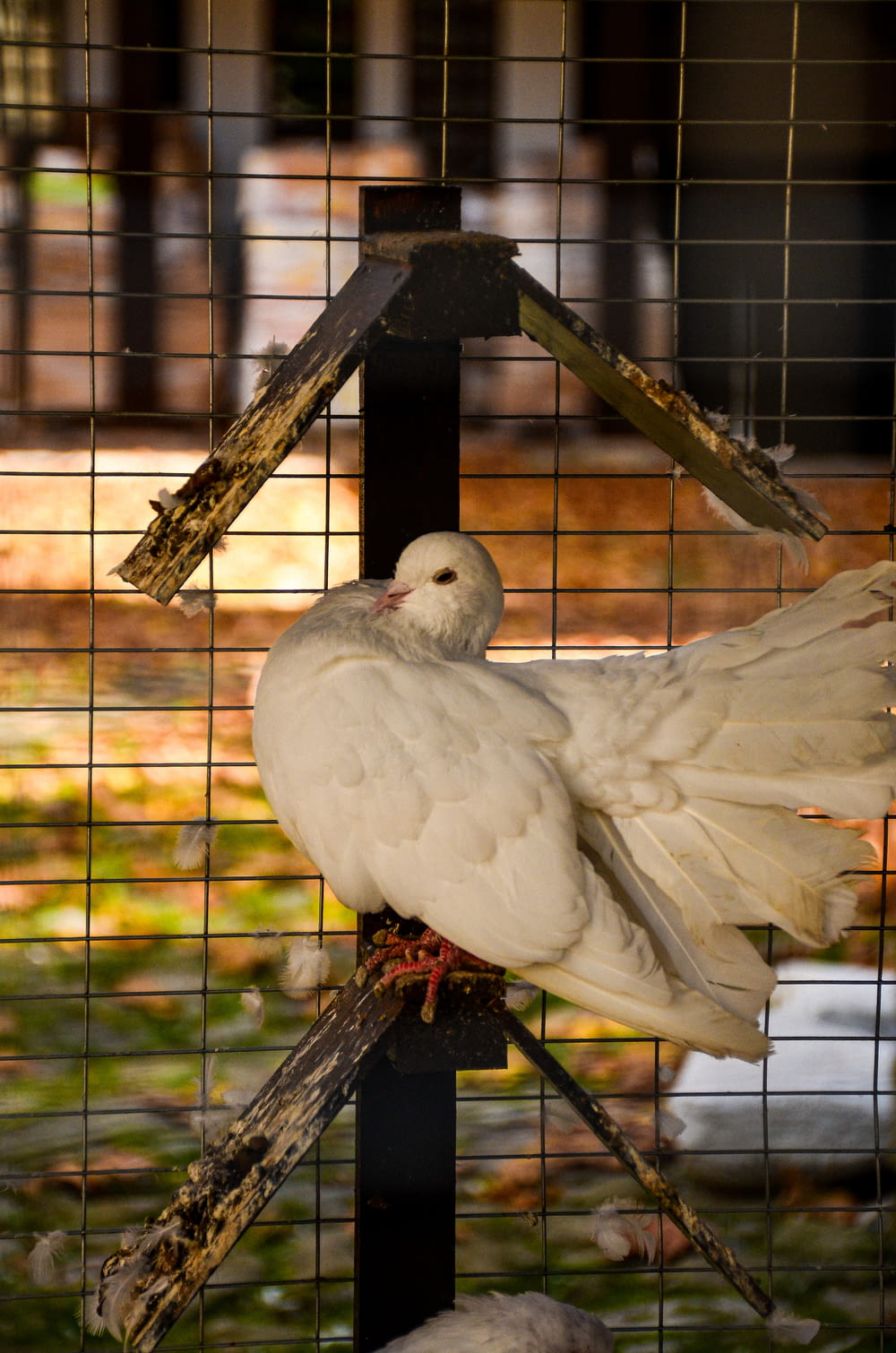 Un pájaro blanco sentado encima de un comedero para pájaros
