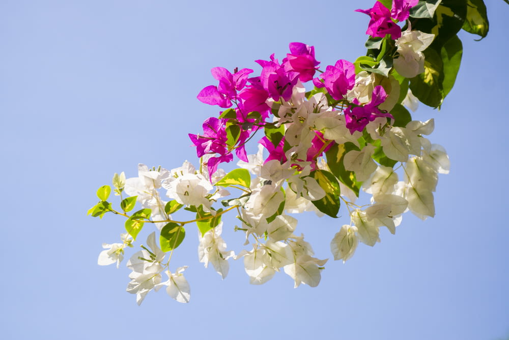 purple and white flowers against a blue sky
