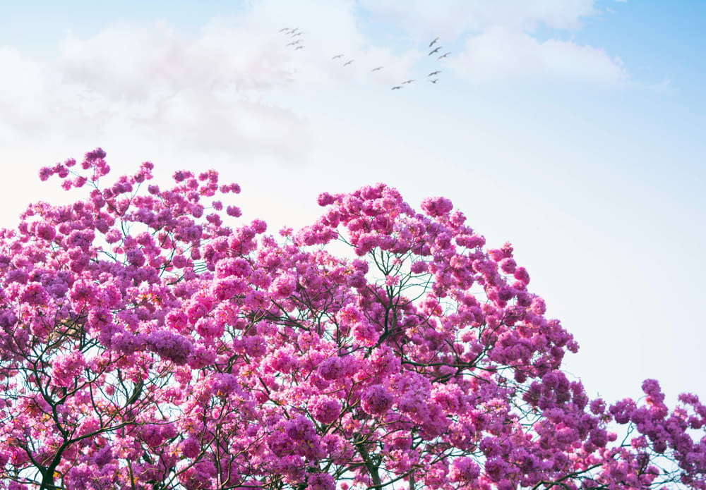 a pink tree with lots of purple flowers