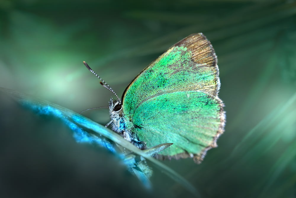 a green butterfly sitting on top of a leaf