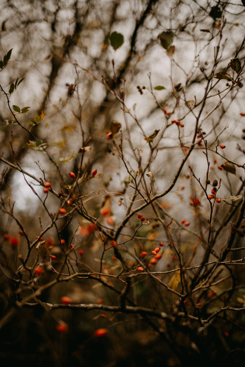 a bunch of small red berries on a tree