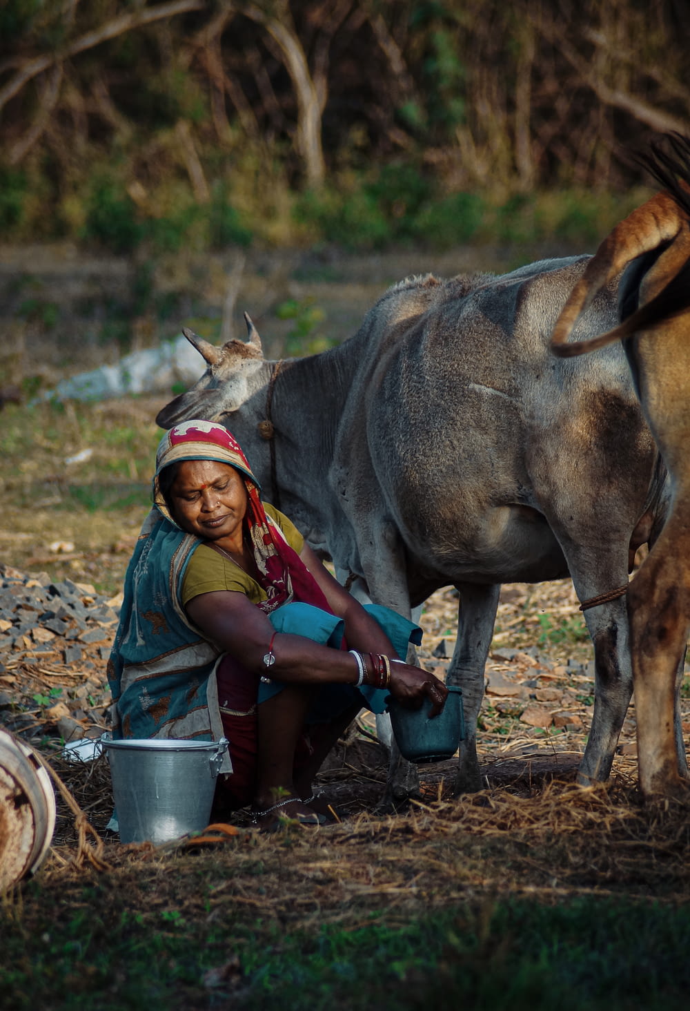 a woman is milking a cow in a field