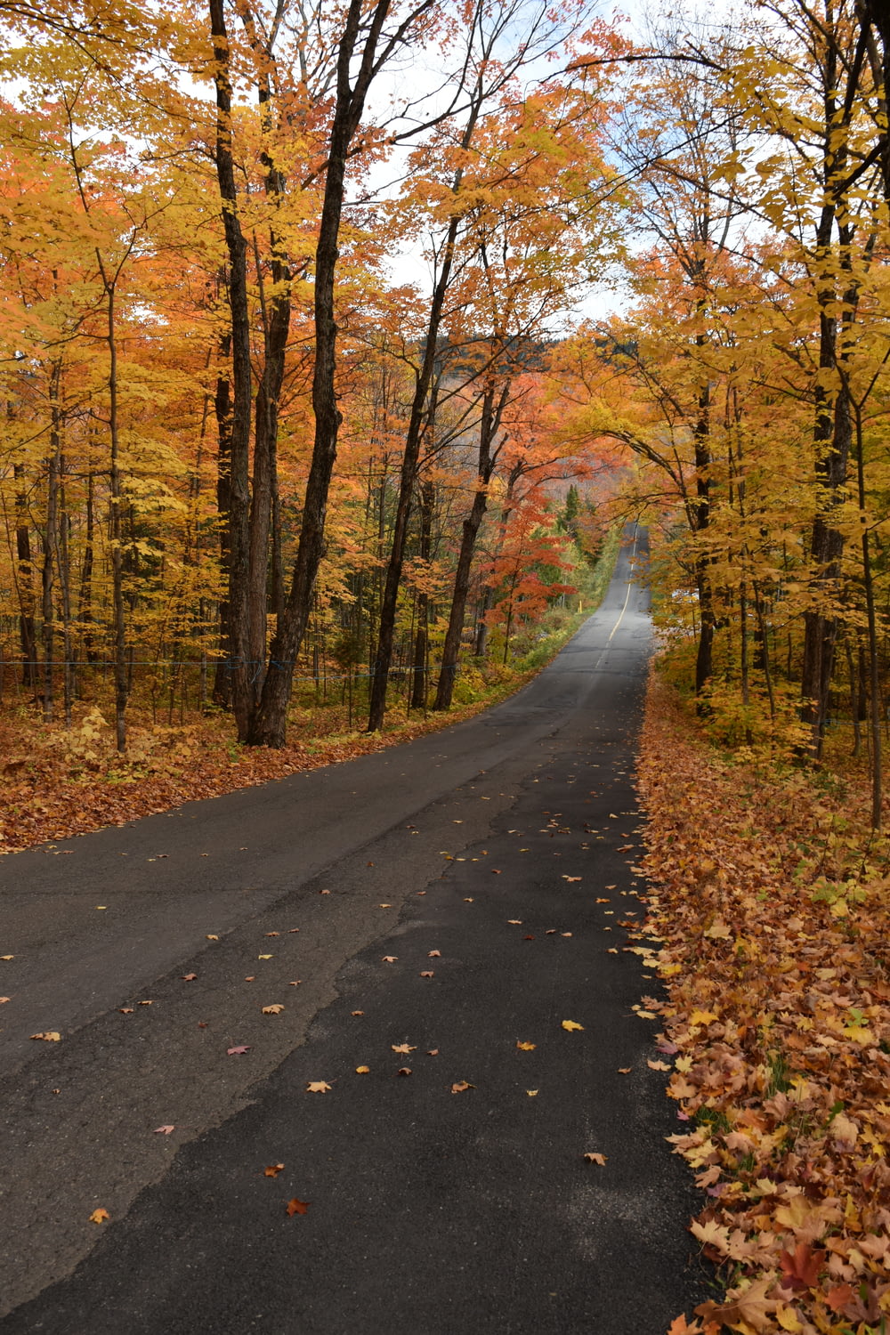 an empty road surrounded by trees in the fall