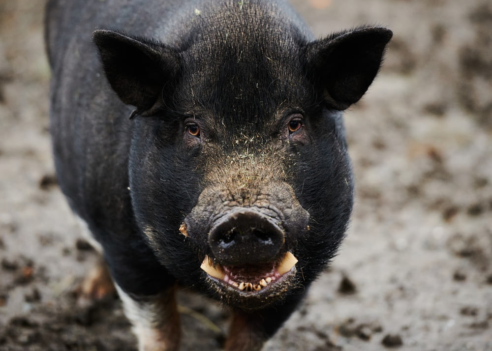 a black pig with a big smile on its face