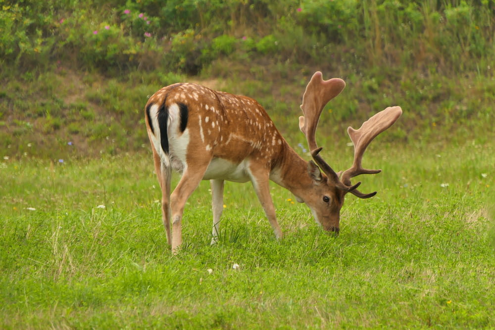 a deer grazing in a grassy field with trees in the background