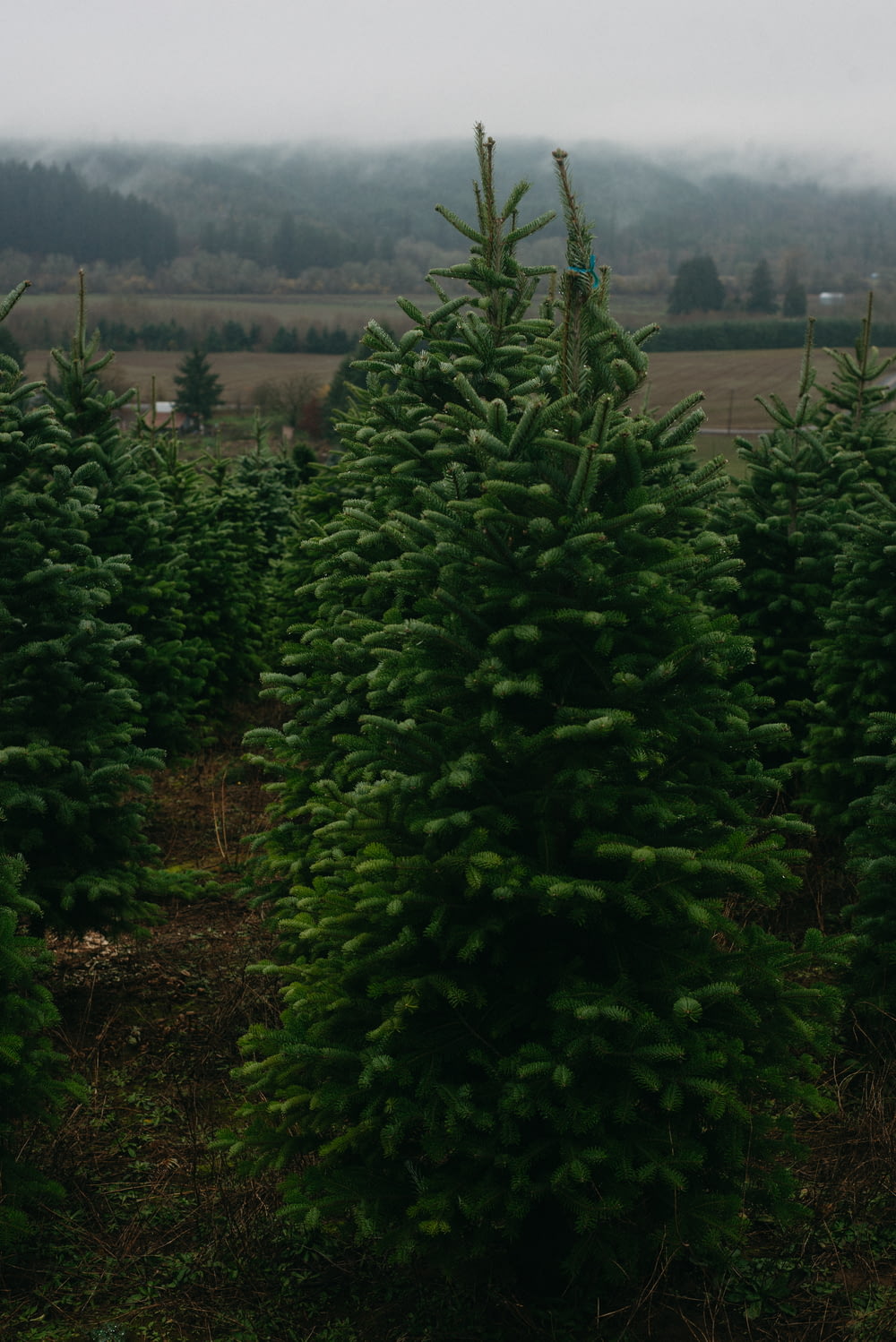 a row of christmas trees in a field
