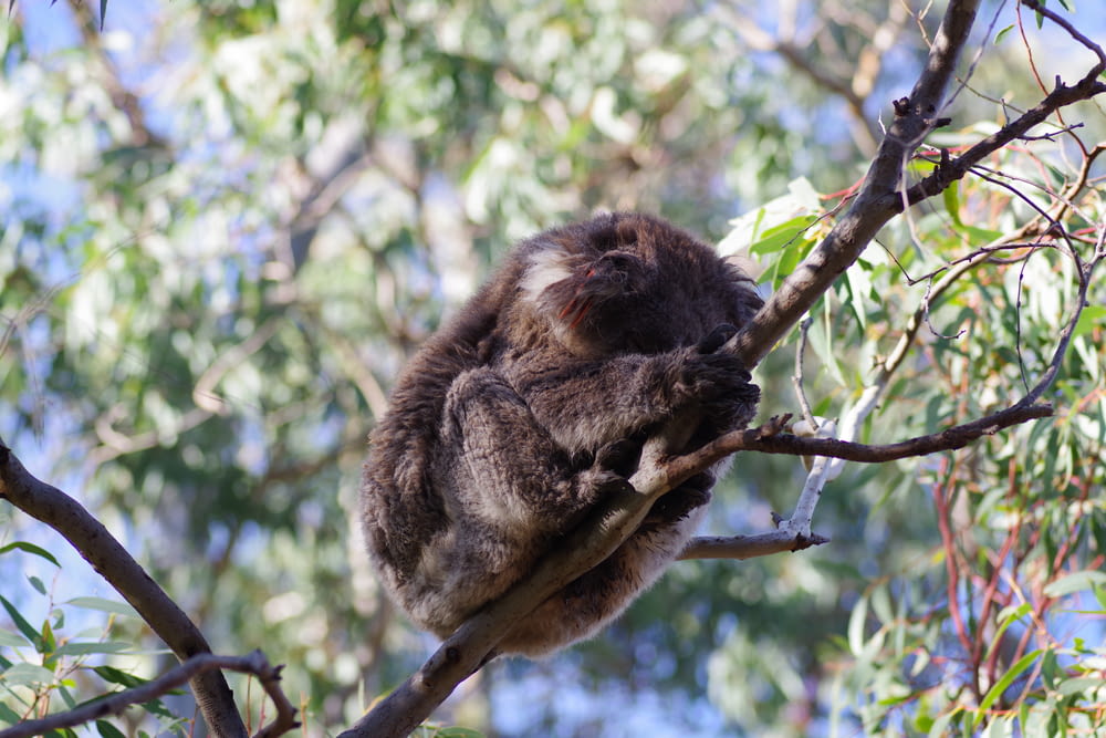 a koala sitting on a tree branch in a tree