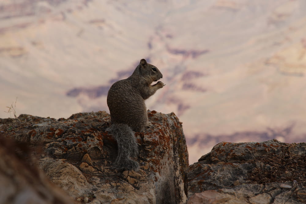 a squirrel sitting on a rock in front of a mountain