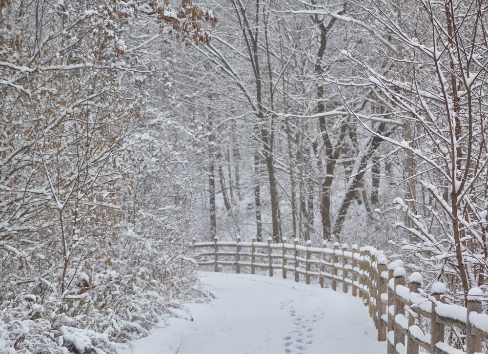 a snowy path in a wooded area with a wooden fence