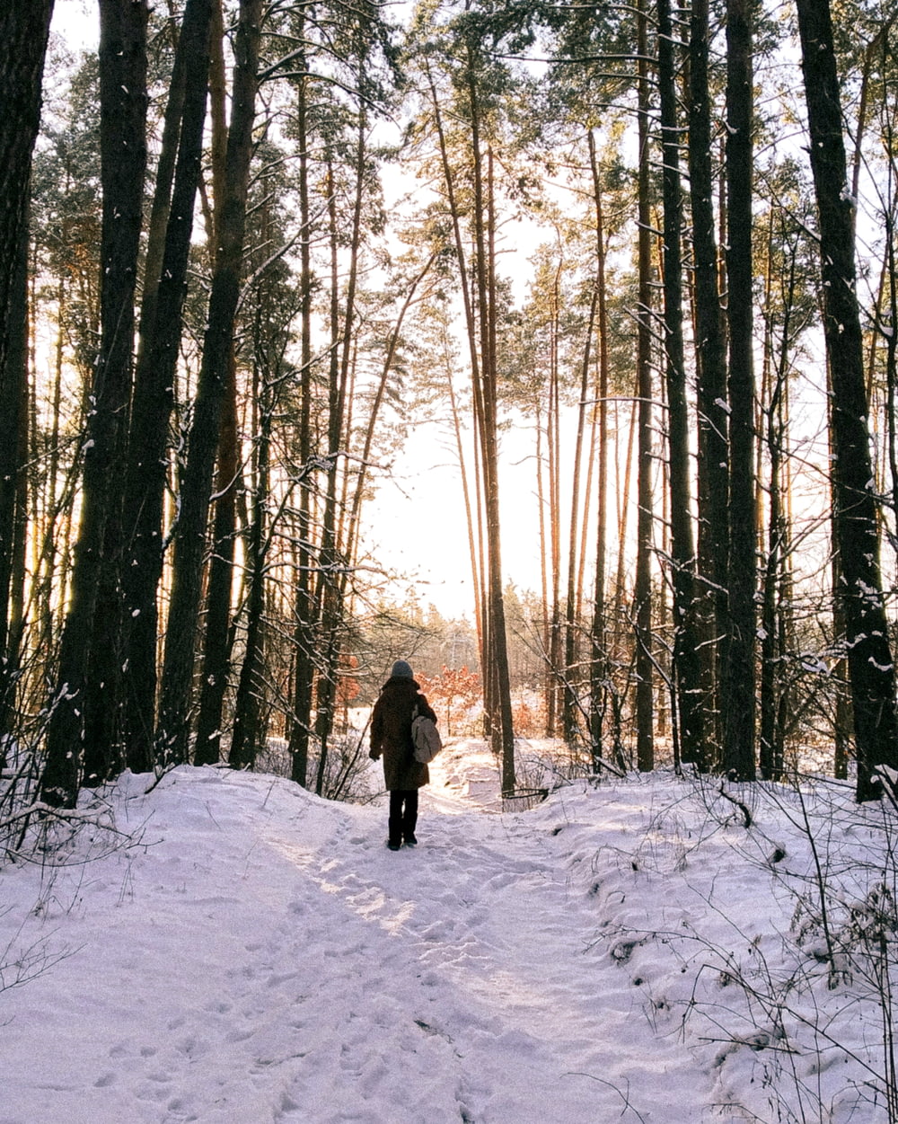 a person walking through the woods in the snow
