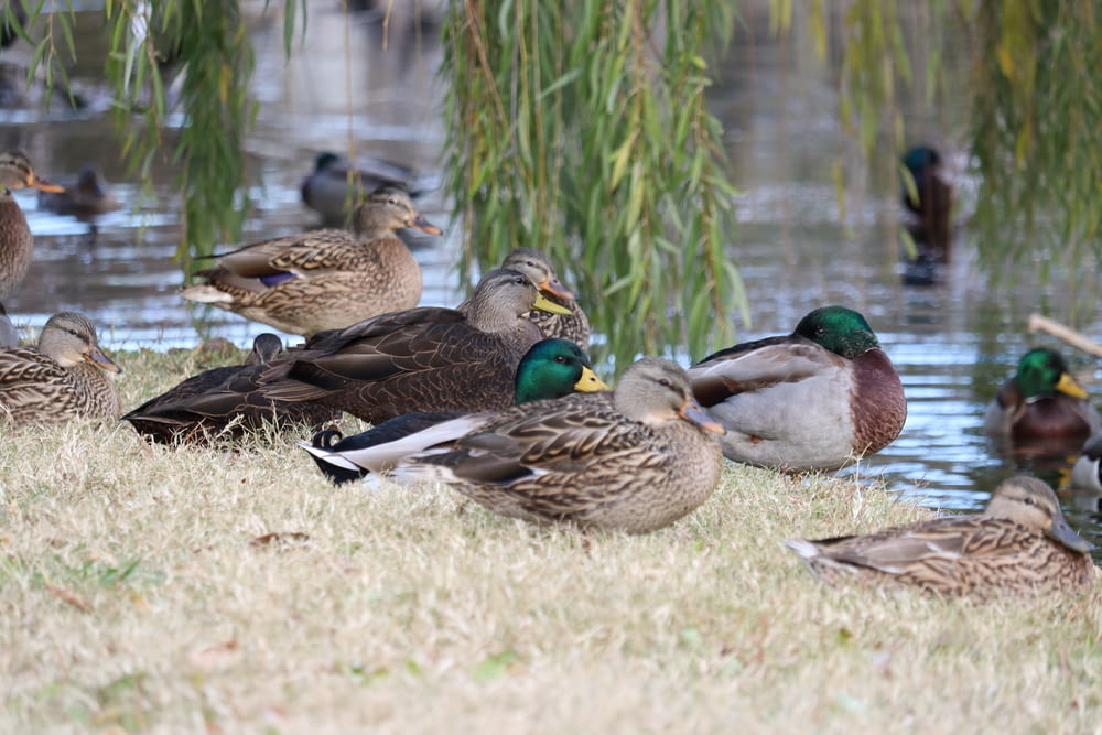 a flock of ducks standing on top of a grass covered field