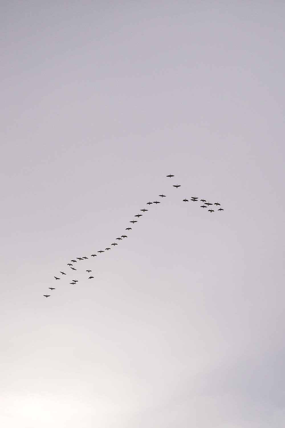 Ein Vogelschwarm fliegt am Himmel