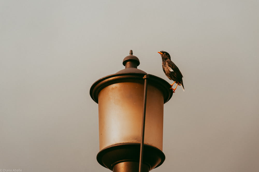 a bird perched on top of a street light