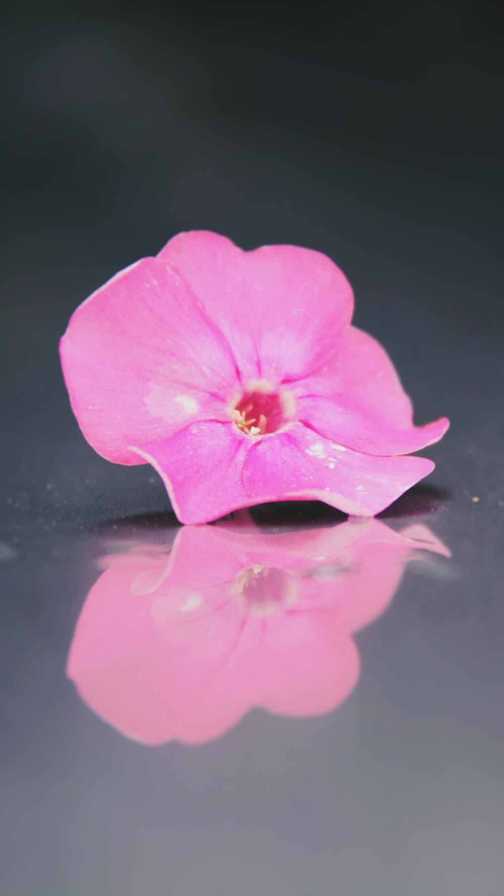 a pink flower is sitting on a reflective surface